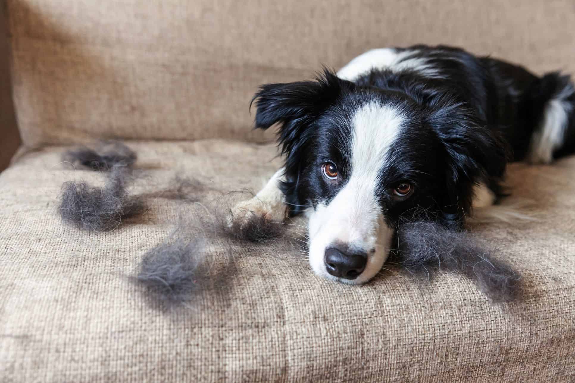 The Fall Shed: Managing Your Pet’s Seasonal Hair Loss