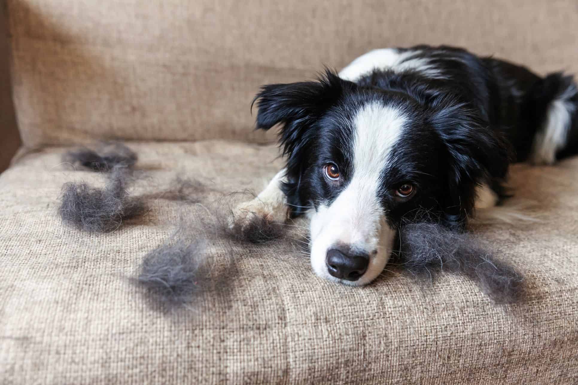 Shedding dog on sofa