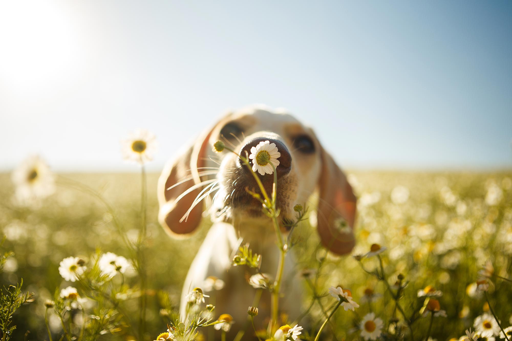Cute dog in Spring.