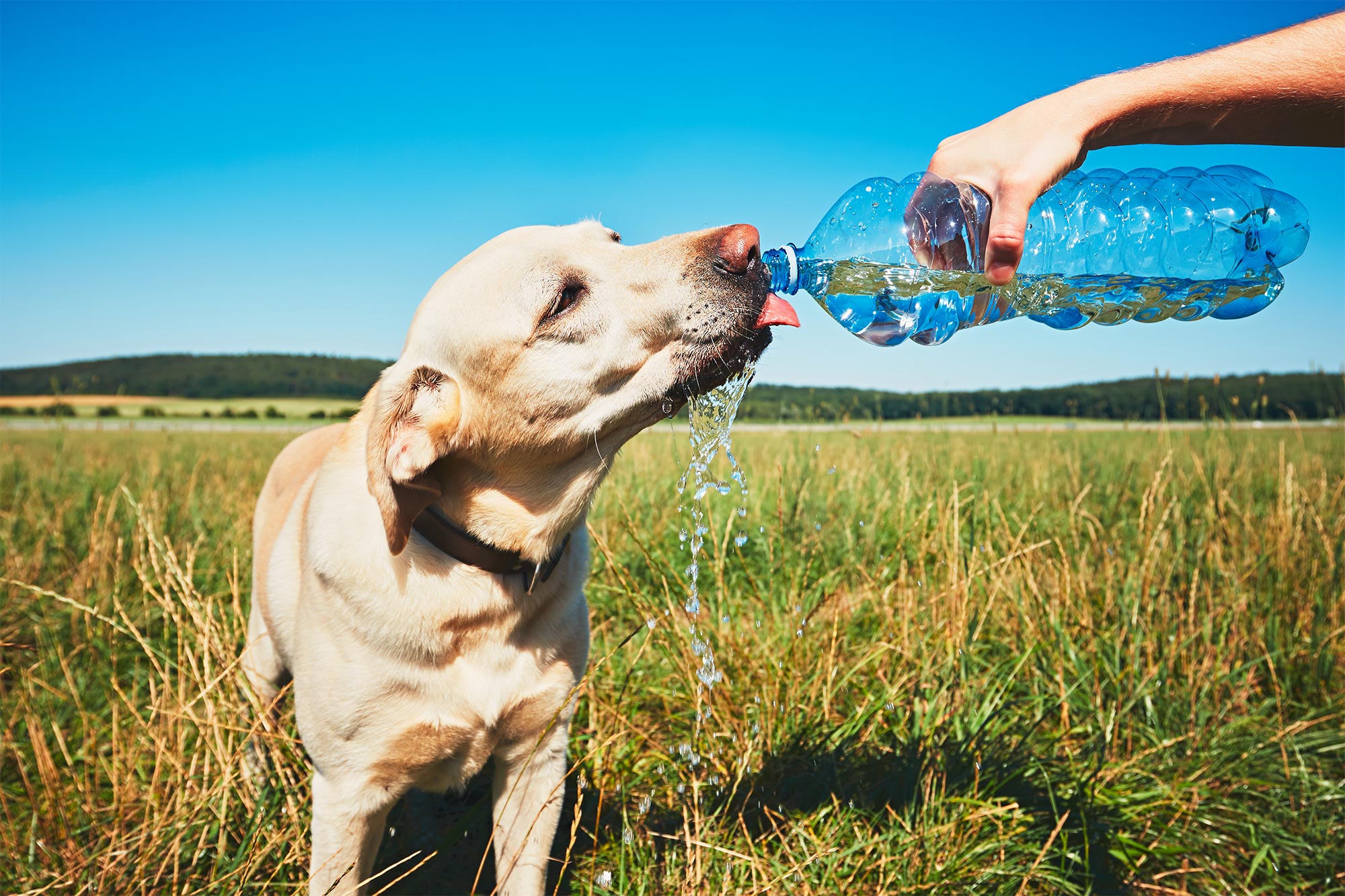 Dog drinking water on a hot summer day in Yuba City, CA