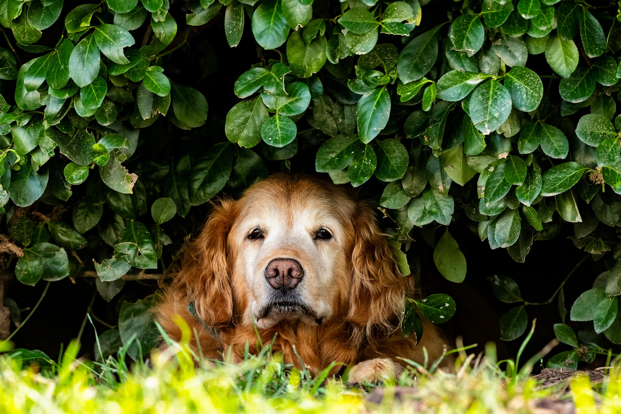 Keeping Pets Cool: Summer Heat Safety Tips for Your Furry Friends