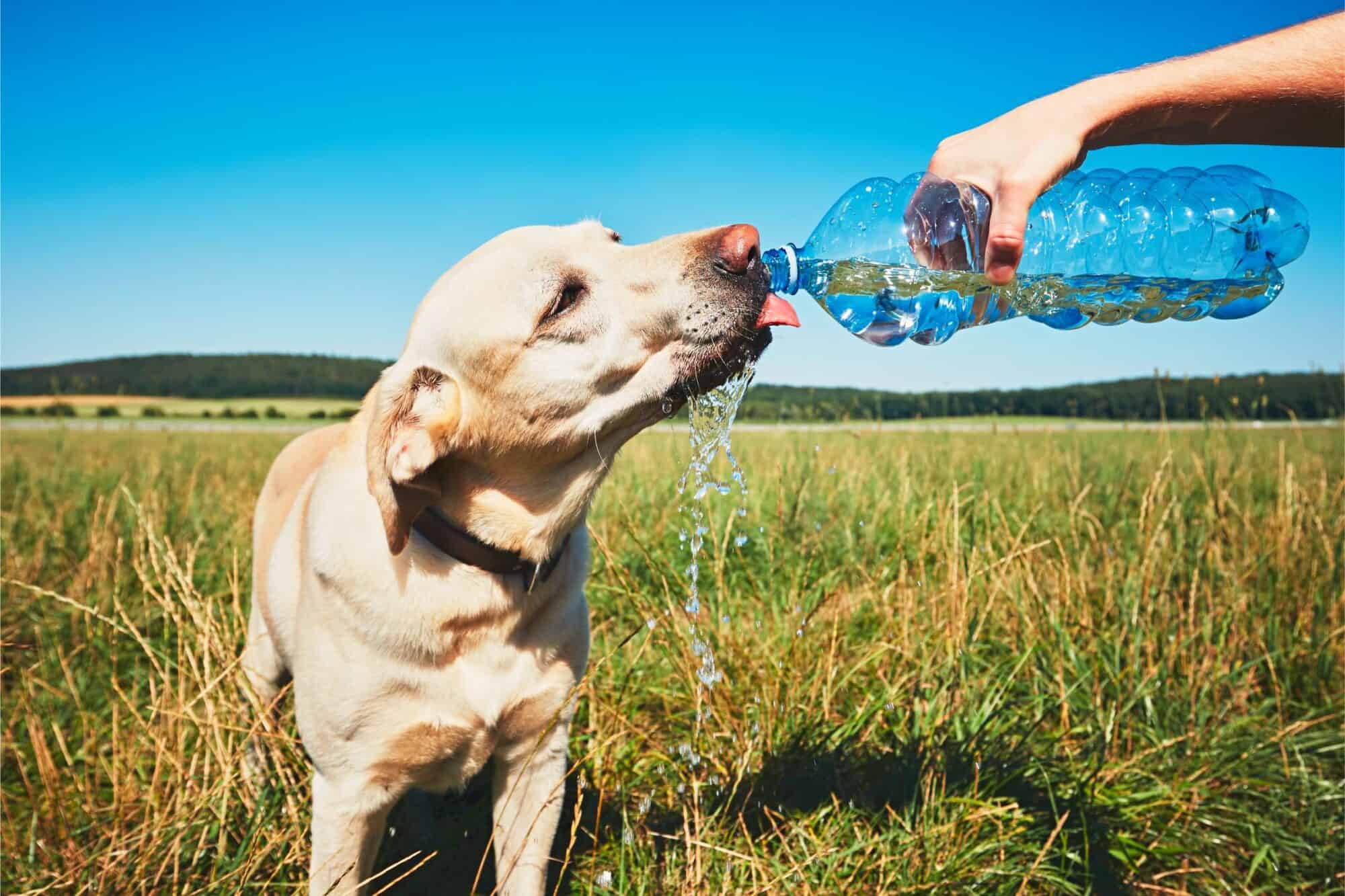 Dog drinking water on a hot summer day in Yuba City, CA.