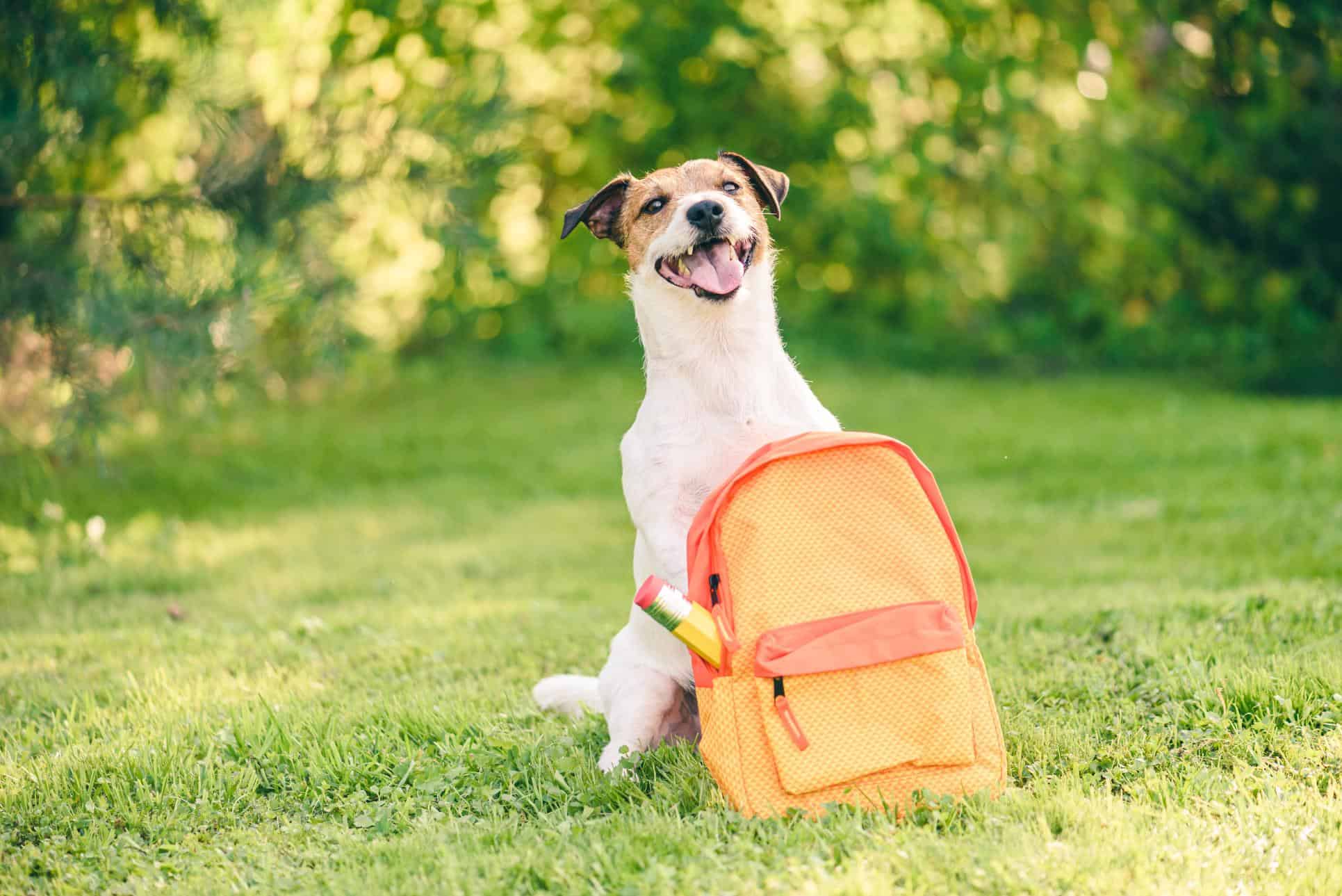 dog getting ready to go back to school.