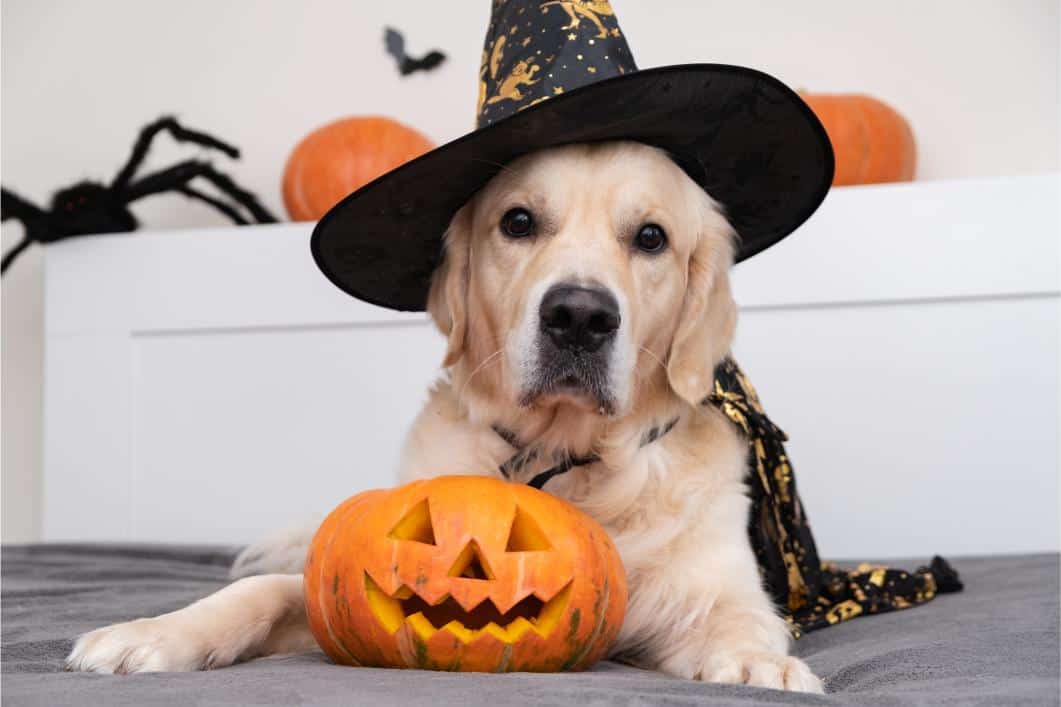 Golden retriever in Halloween room with pumpkins, bats, and spiders.