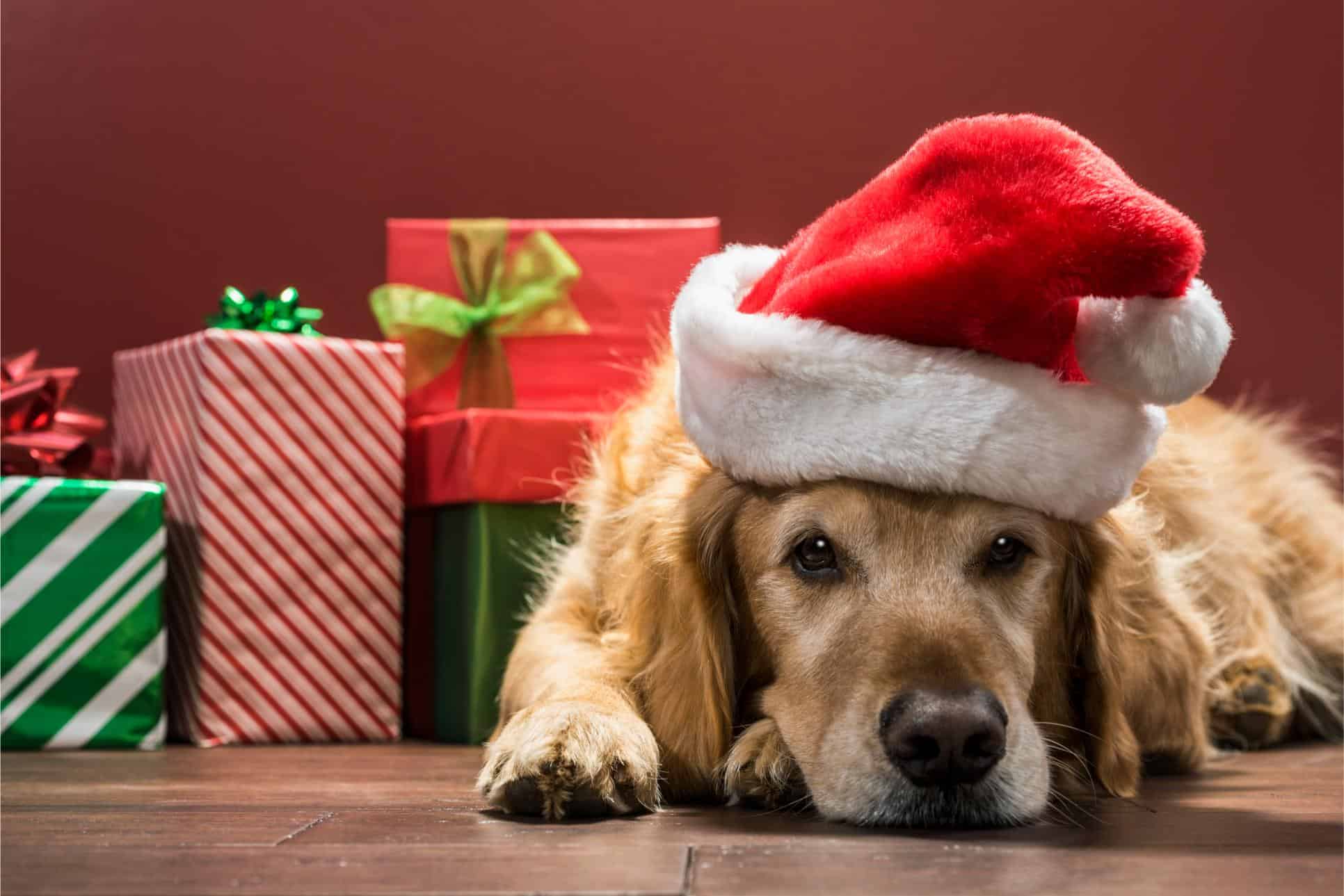 Holiday Hazards: Keep Yuba City Pets Safe