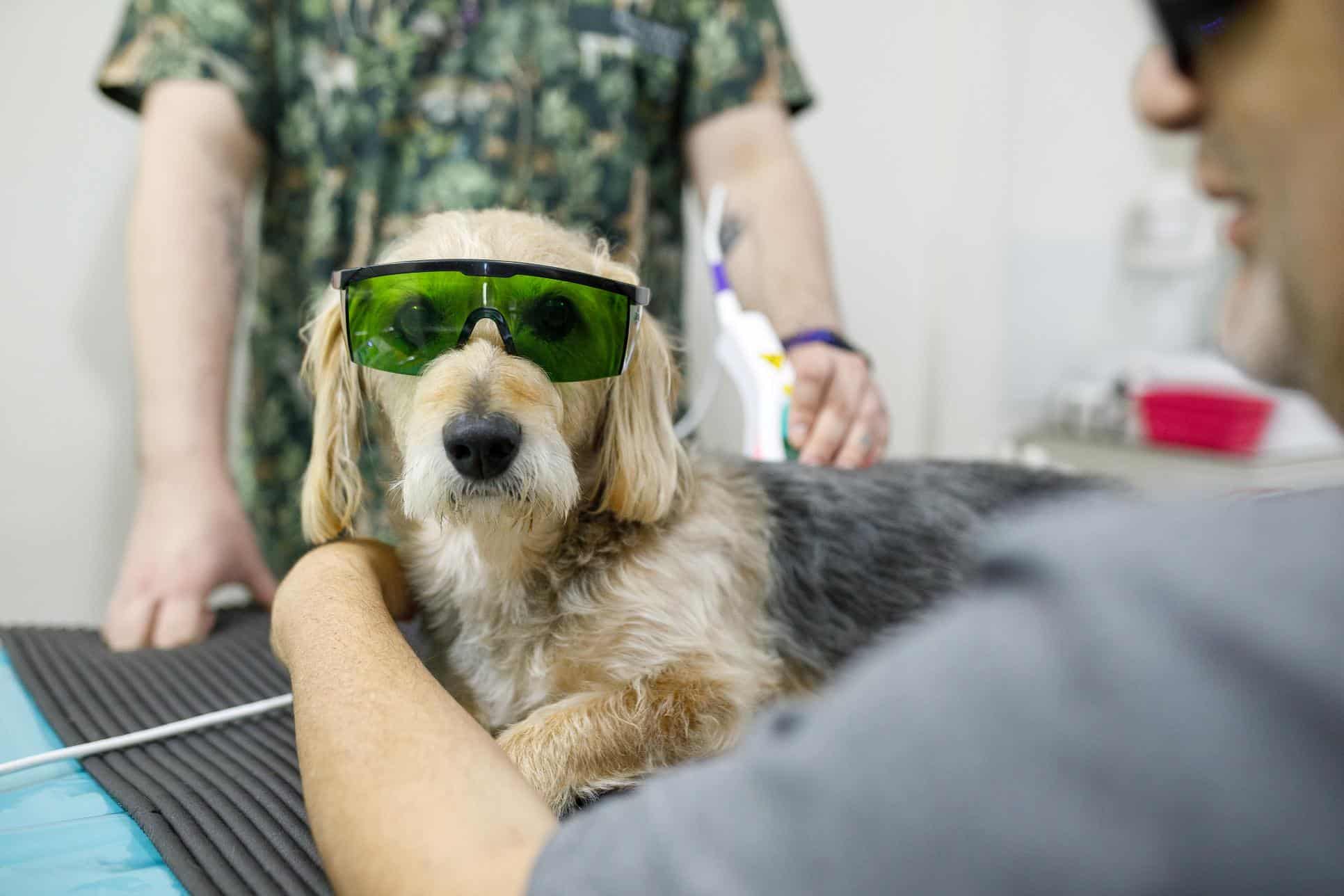 Laser Therapy for Pets: How It Can Help With Seasonal Arthritis & Pain