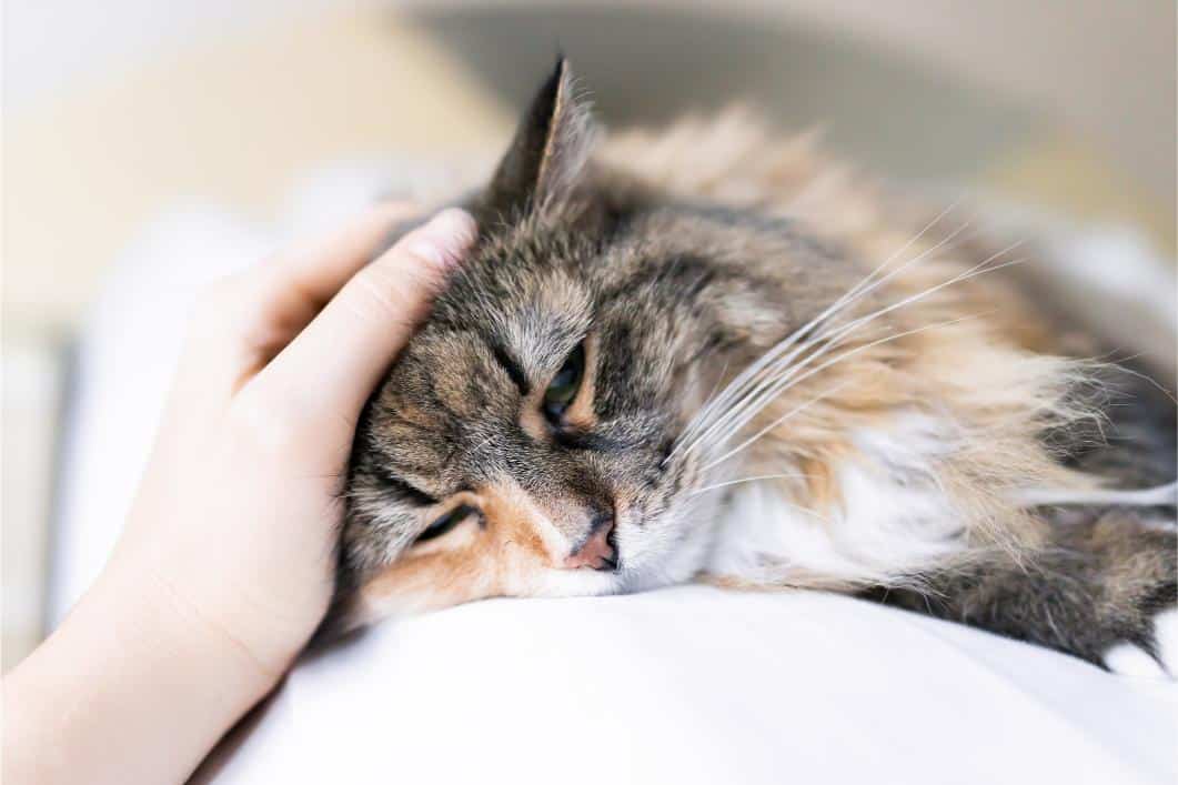 Valley Fever & Dust: Protecting Yuba City Pets in Spring
