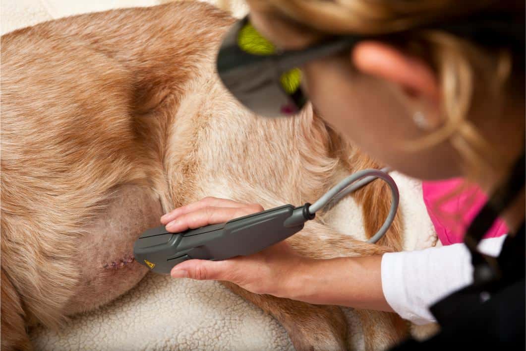 Laser Therapy Applied to Dog by Veterinary Technician.