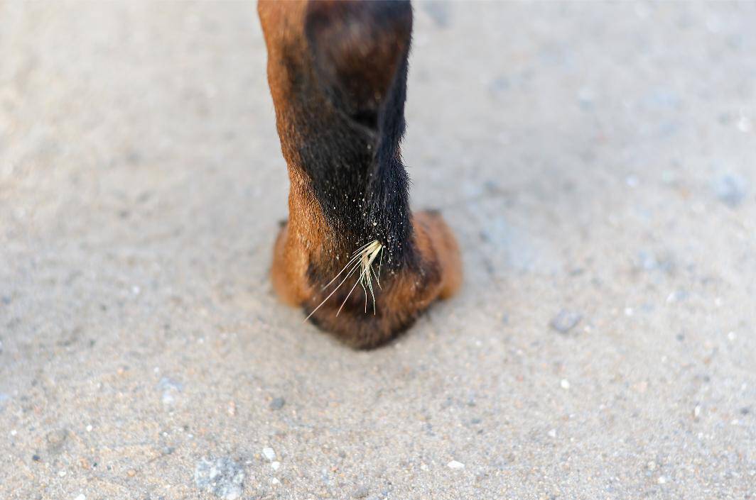 dog with foxtail in paw.