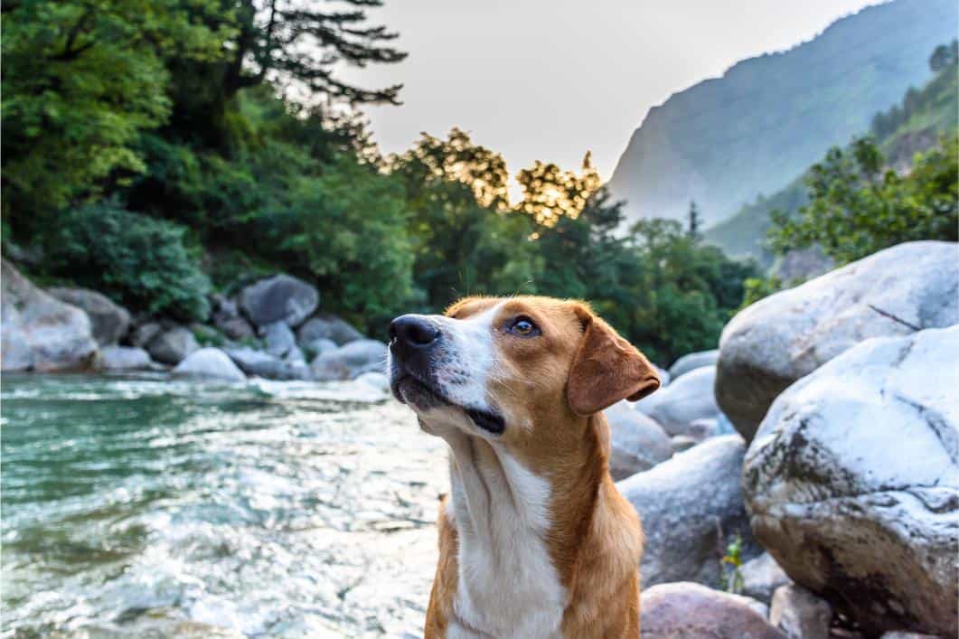 Dog near a river. 
