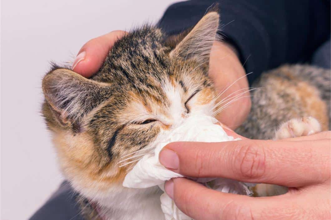 kitten sneezing into tissue.