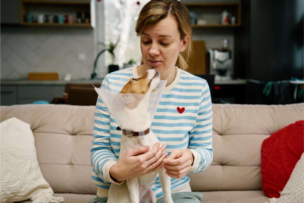 Woman petting a Jack Russell terrier wearing a protective cone at home..