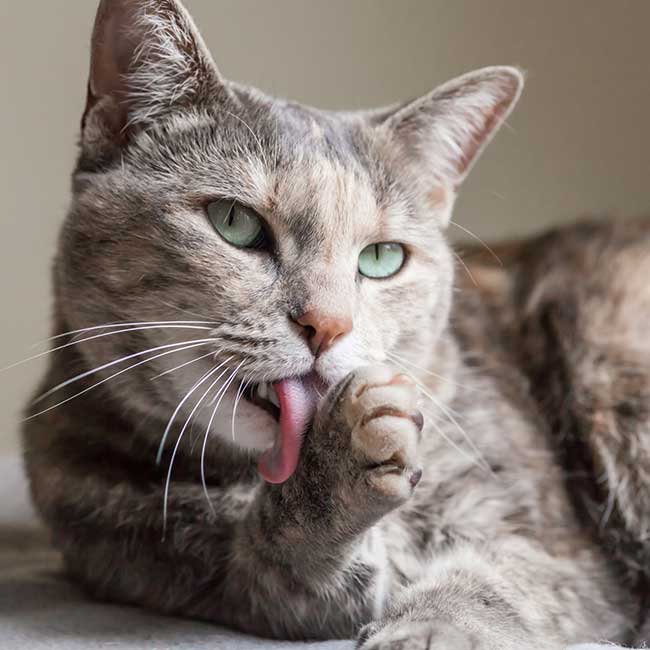 A cat grooming itself