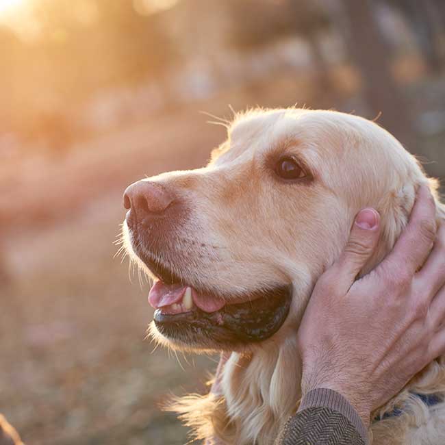 A golden retriever outside