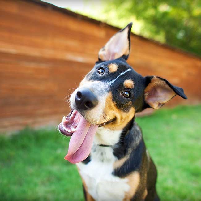 A german shepherd in the grass