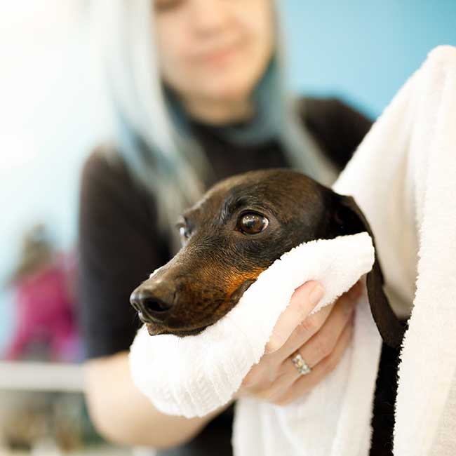 Boarding and Grooming Yuba City, CA Adobe Animal Hospital & Laser