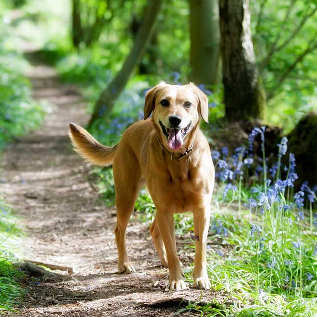 A dog on a path