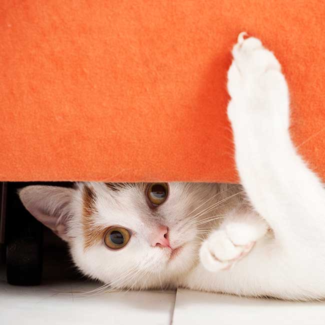 A cat playing under furniture