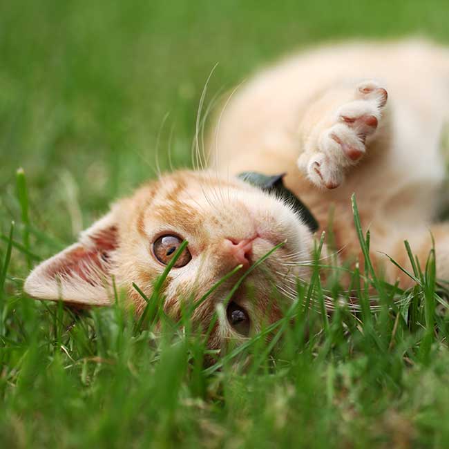 A kitten in grass