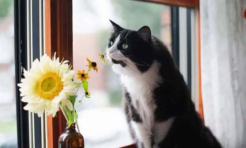Cat sniffing flower