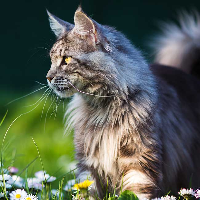 A well-groomed cat A well-groomed cat