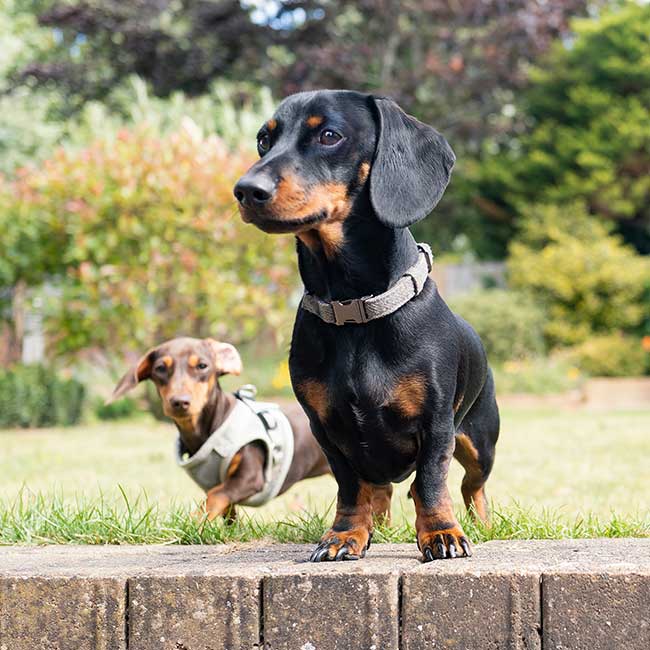 A pair of dachshunds A pair of dachshunds