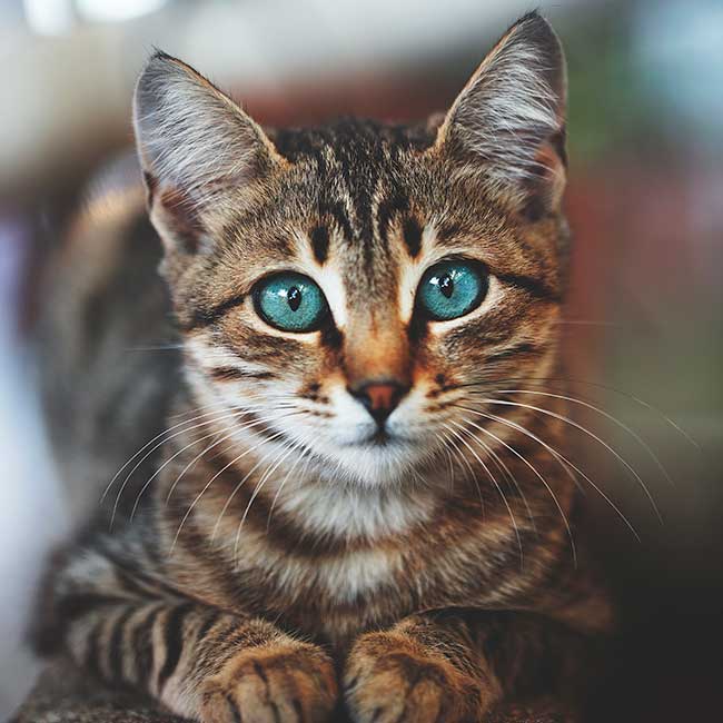 A cat sitting down A cat sitting down