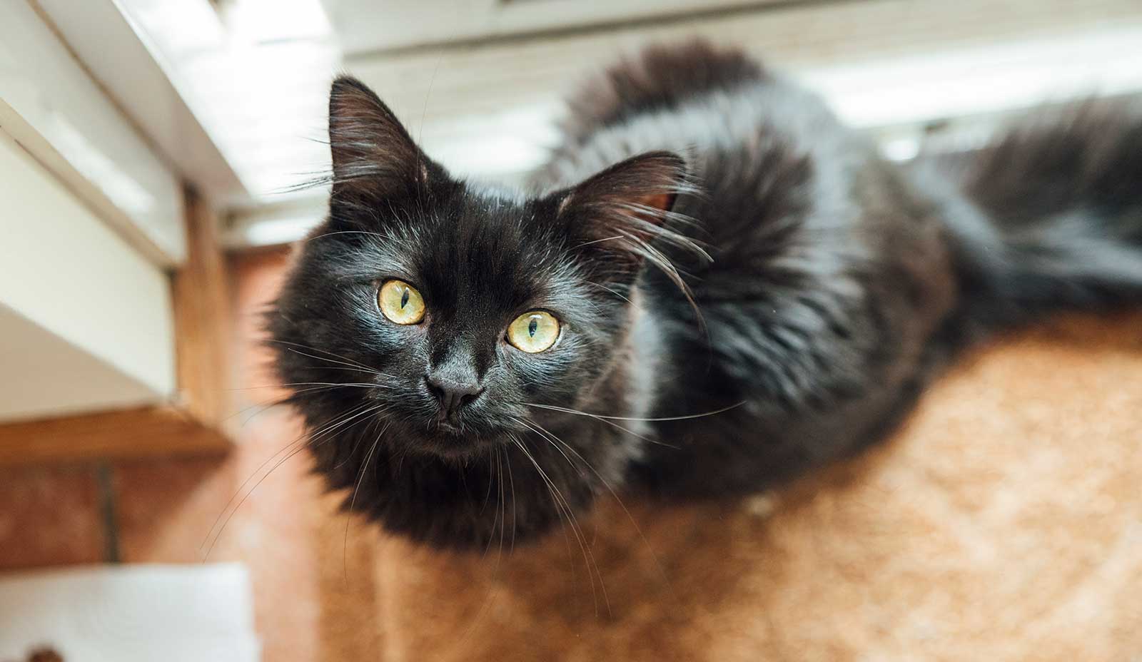 A brown cat looking upward