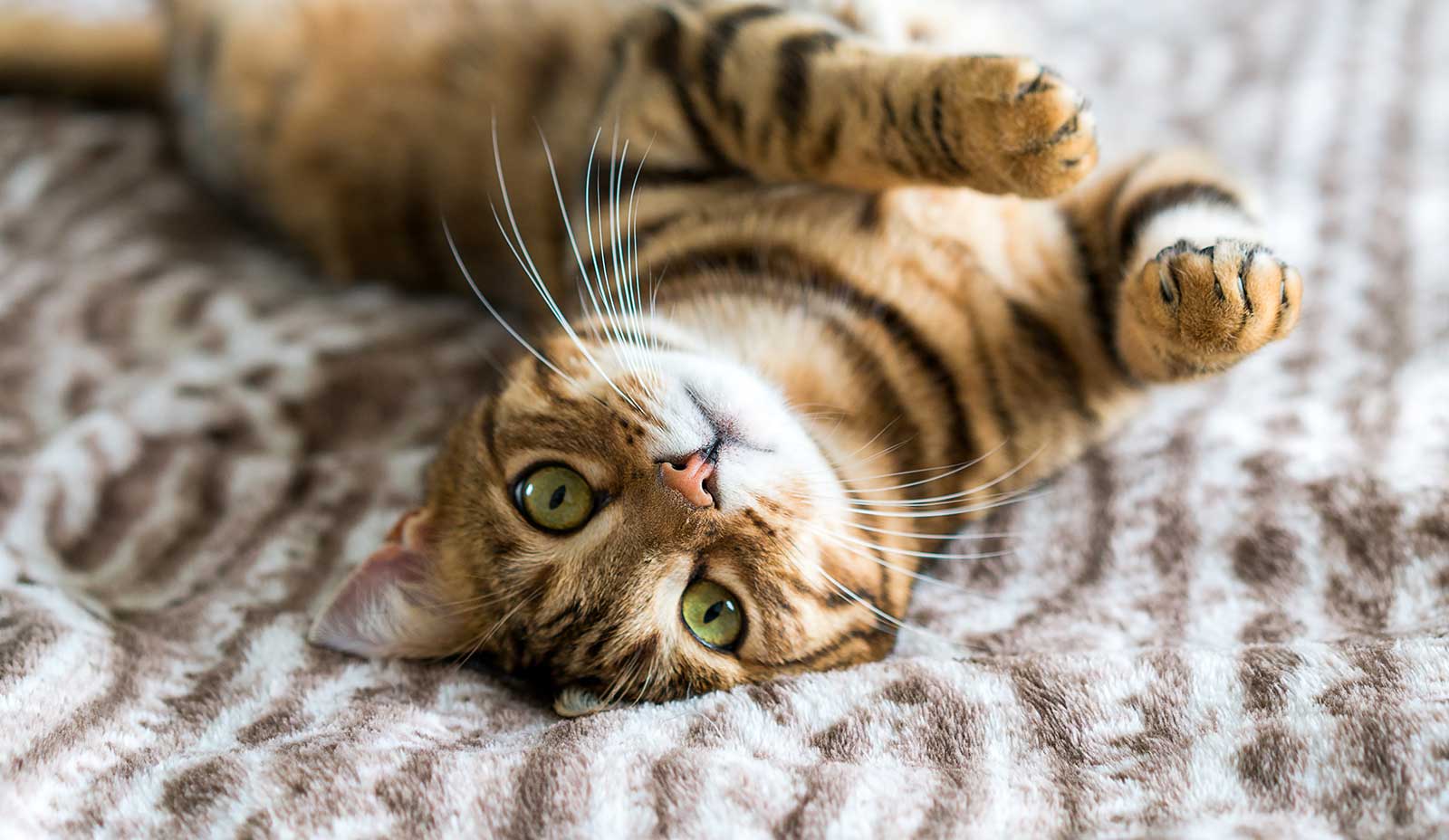 A cat rolling over