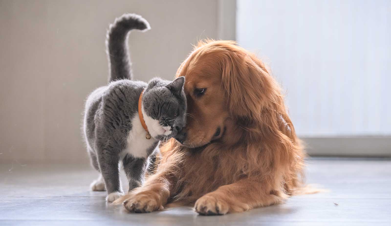 A dog and cat snuggling