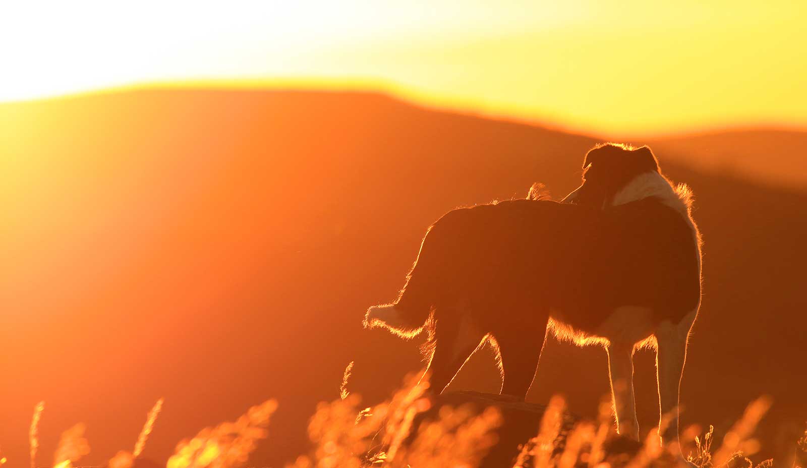 A dog standing in a sunset