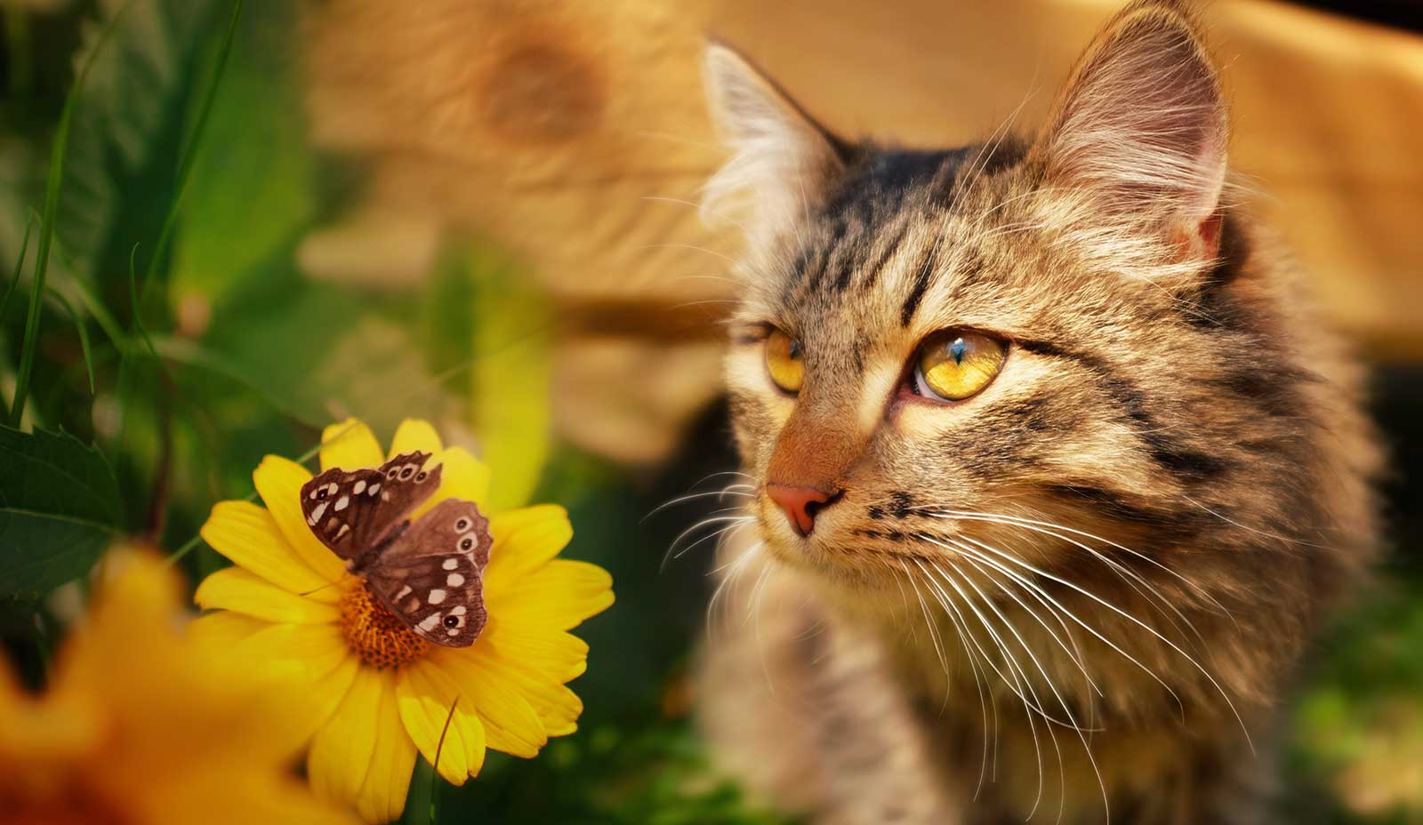 A cat in the underbrush