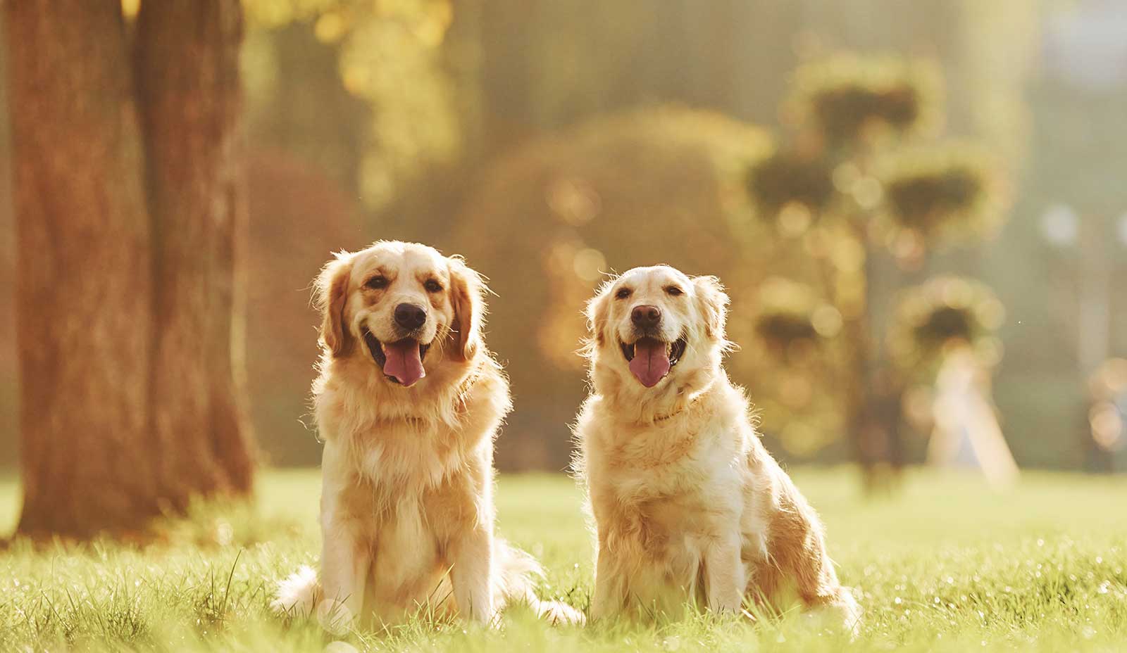 Two golden retrievers in a field