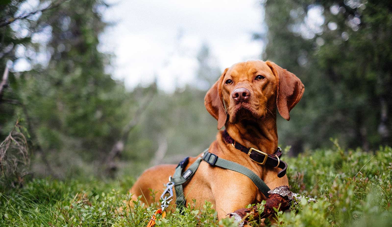 A dog out in the woods