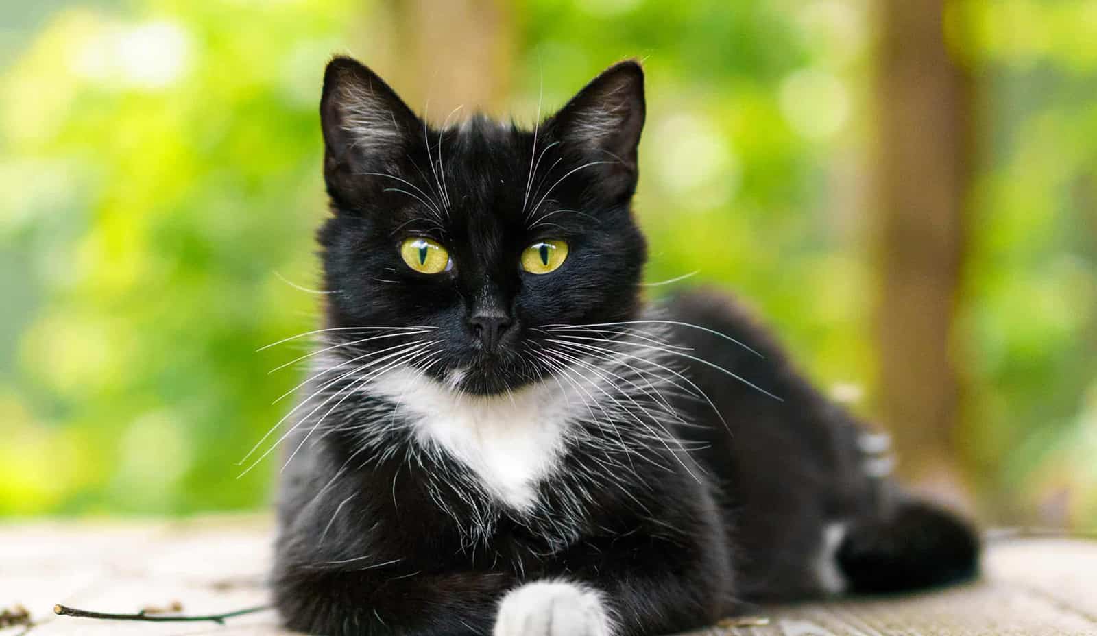 A cat laying outdoors