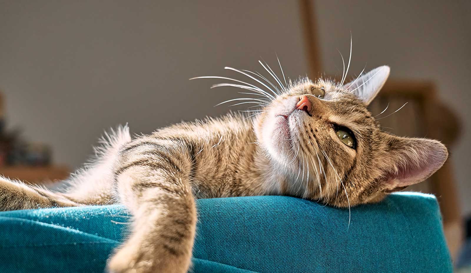 A cat laying in the sun